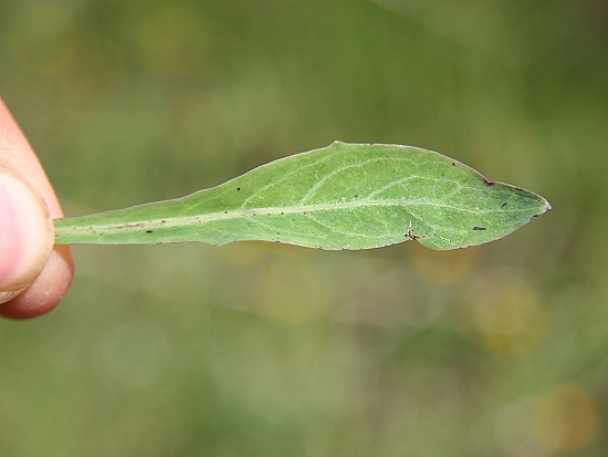 Sonchus bulbosus / Radicchiella bulbosa